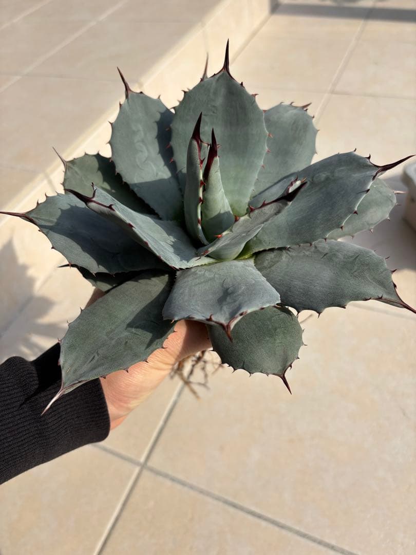 アガベ　パリー純血吉祥天　ホーチエンシス　中株