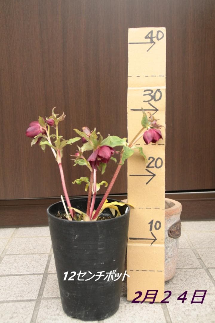 クリスマスローズ／開花株 DDレッドブラックピコティ 広瀬園芸 - メルカリ