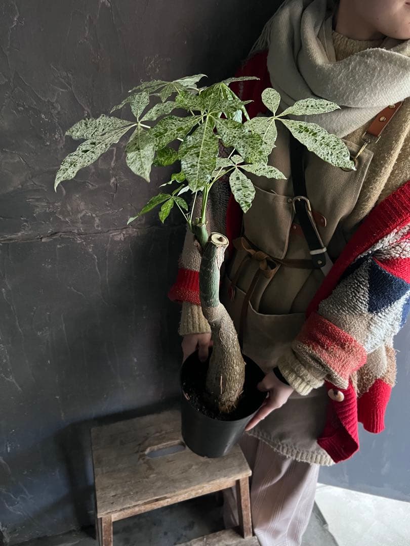 T*T様 斑入り パキラ ミルキーウェイ 深ポリ6号｜観葉植物 インテリア