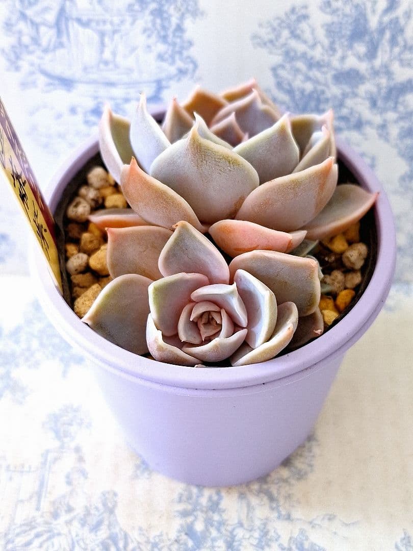 藤紫 札付きポットごとメルカリ便おらいさん苗ミックスベリア - メルカリ