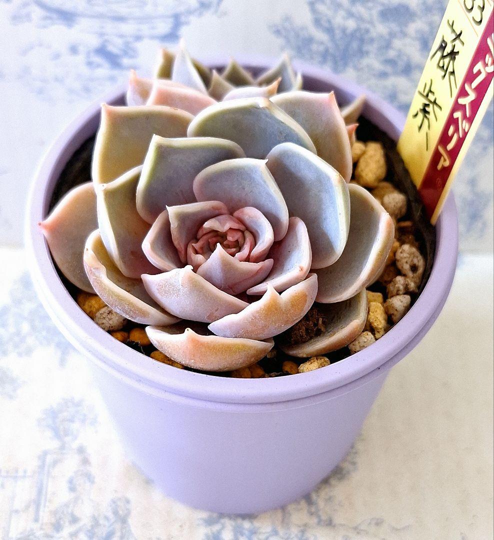 藤紫 札付きポットごとメルカリ便おらいさん苗ミックスベリア - メルカリ