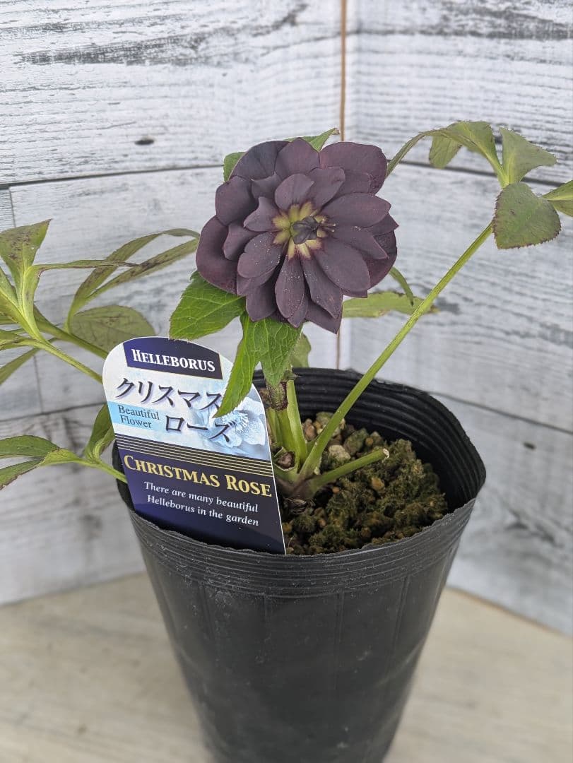 値下げ中【現品・ポットまま発送】下原園芸クリスマスローズ八重咲