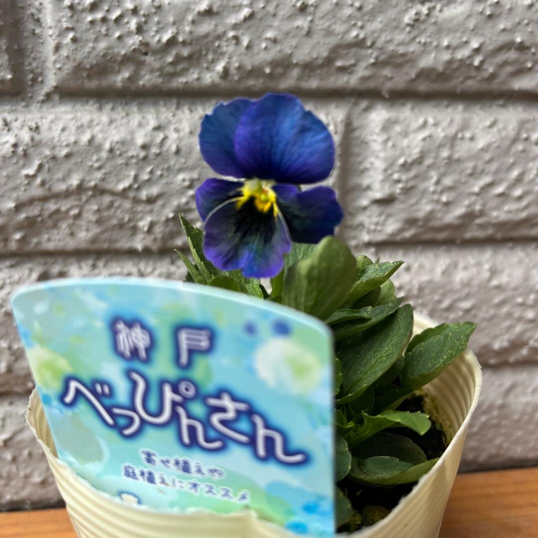 M*I様 神戸べっぴんさん 🤍 かわい子ちゃんたち☺️🧡