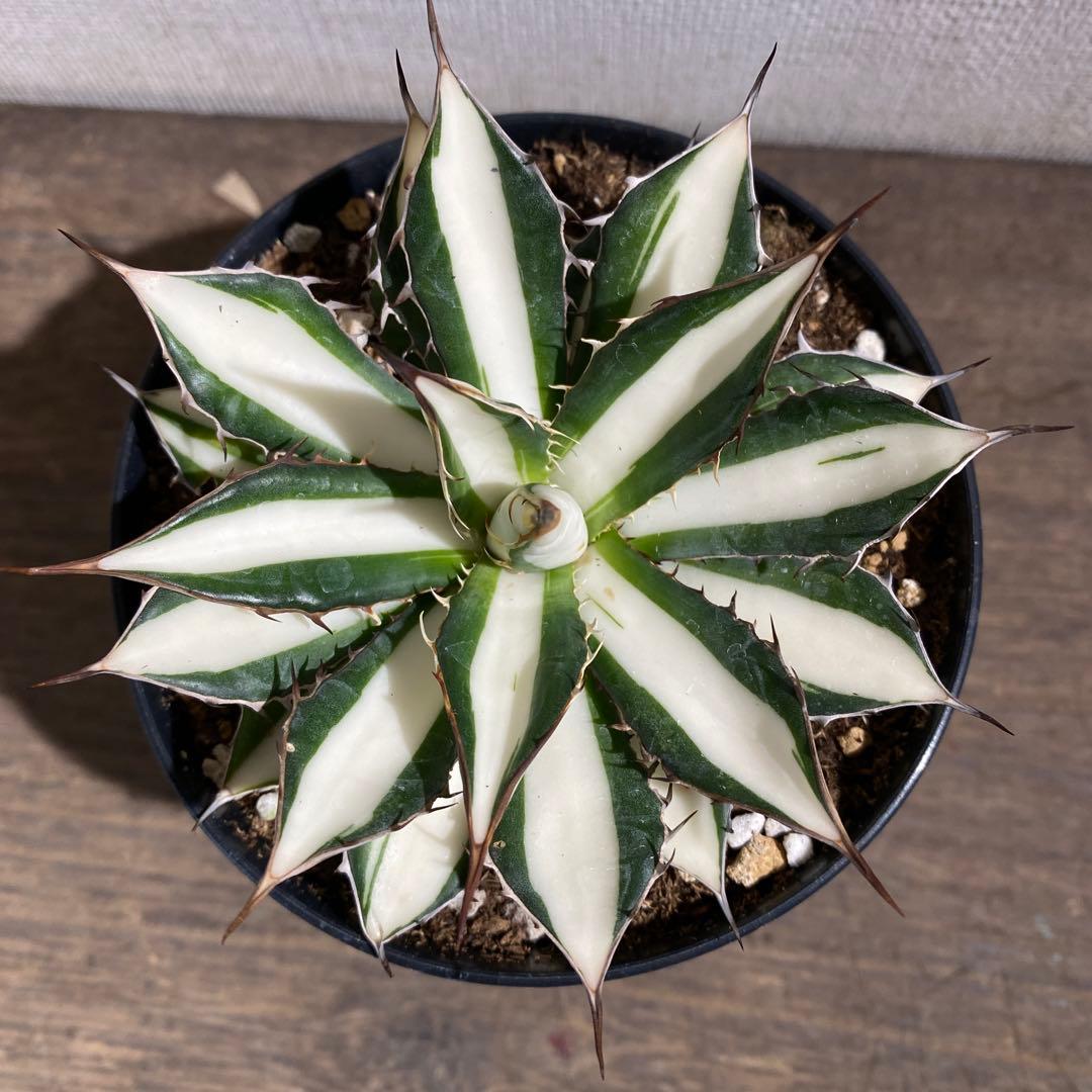 アガベ ホリダ 白中斑 - メルカリ