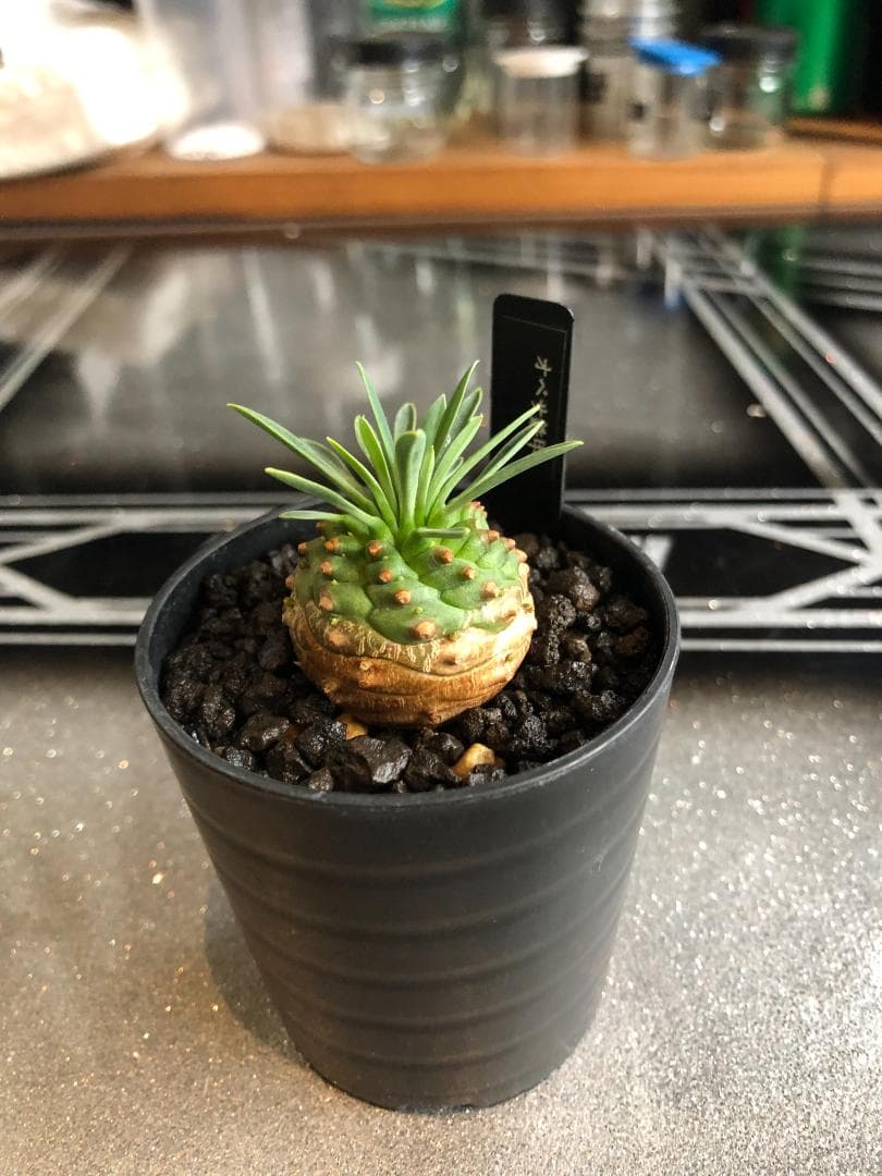 オベサ鉄甲⑭　実生　　2022年頃　播種　良型　フーフォルビアオベサ♀✕鉄甲丸♂