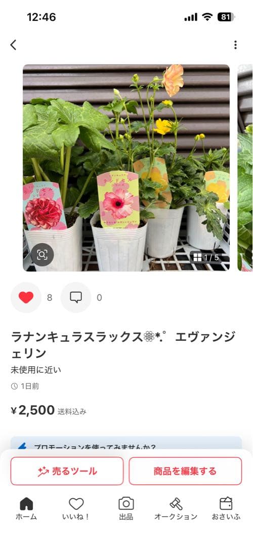 ラナンキュラスラックス❁⃘*.゜6点セット