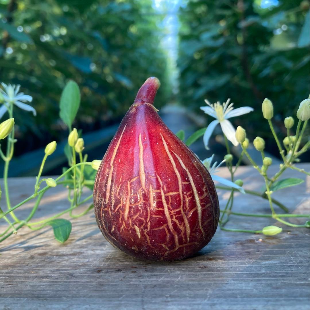 Das Far La Figuera 挿木苗 イチジク