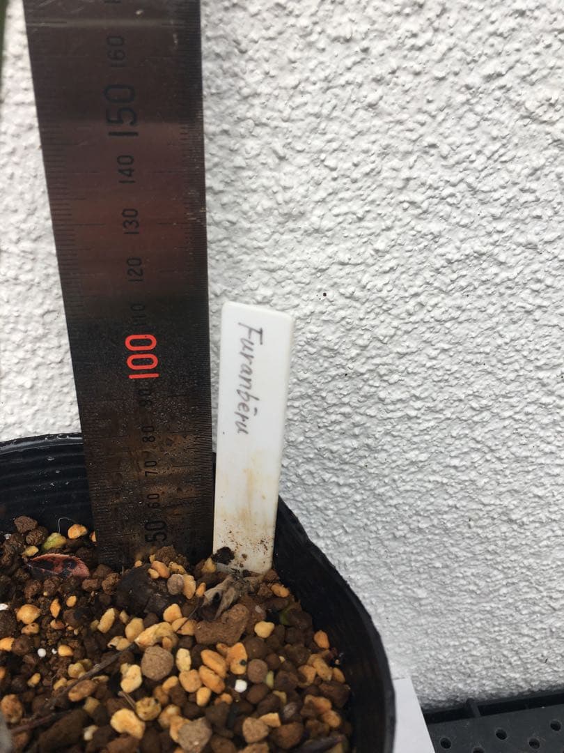 かおりんご　おまとめ２点