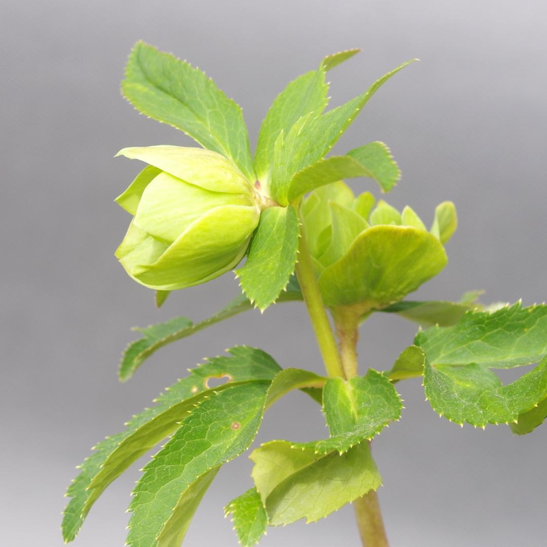 A様7482 認定！メロンゴールド クリスマスローズ開花 加藤農園 - メルカリ