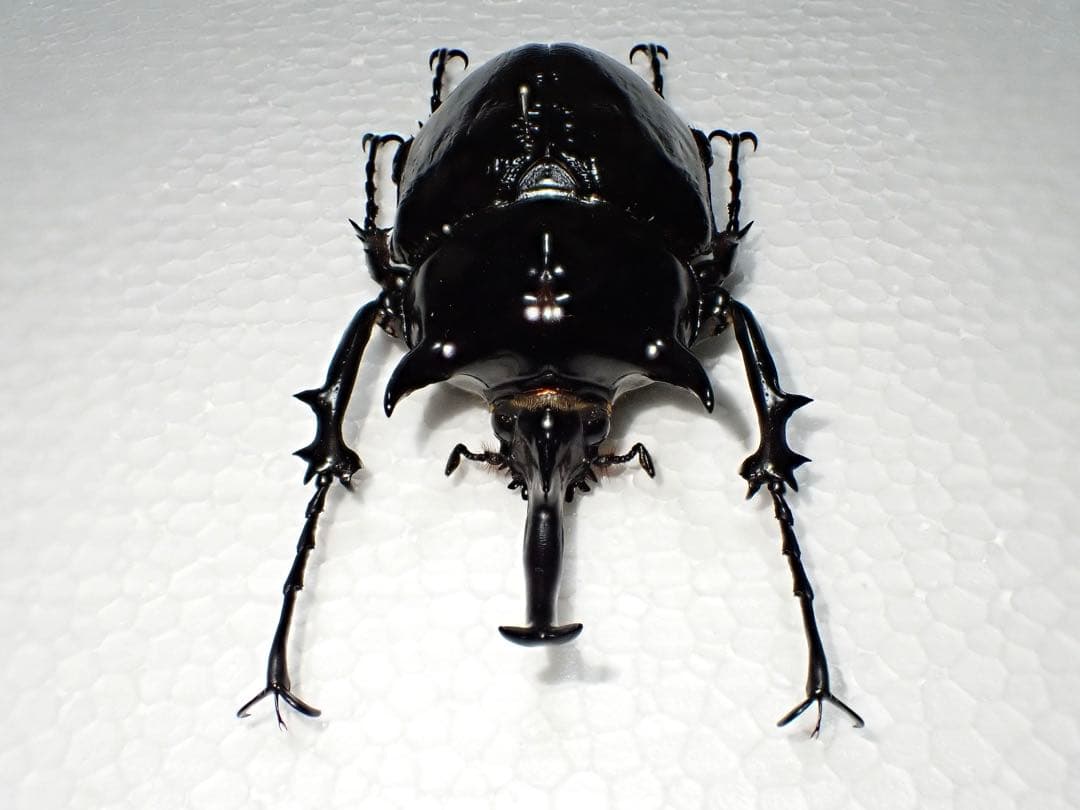 _^様専用【標本】マルスゾウカブト ペルー産 103.5ミリ 野外品