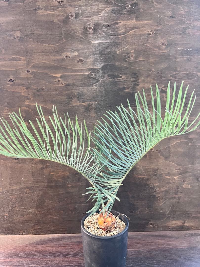 サイカスカイルンシアナM7