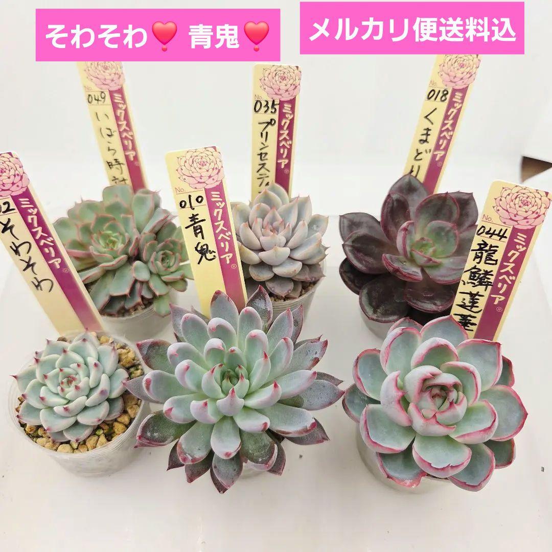 M*˚様 ⑲大きめ苗! そわそわ❣️青鬼❣️龍鱗蓮華❣️おらいさん発根済 6苗メ 2026年最新】龍鱗蓮華の人気アイテム - メルカリ