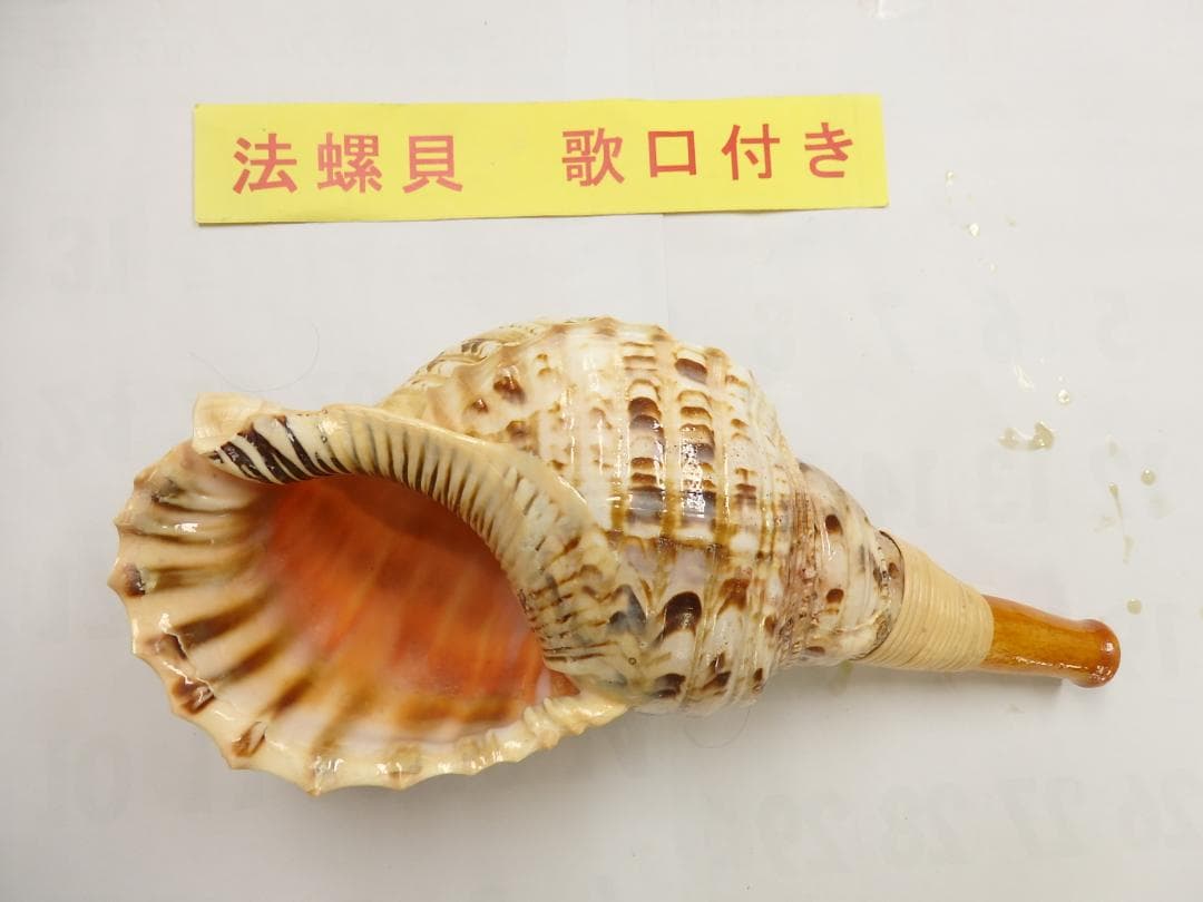 法螺貝 約36.5㎝ 木製歌口,新品 MH-461