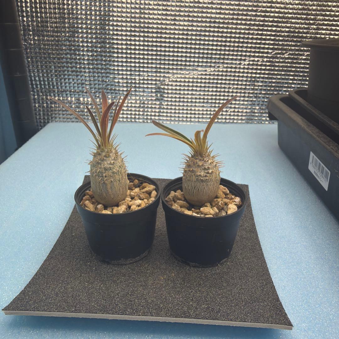 グラキリス　実生　13