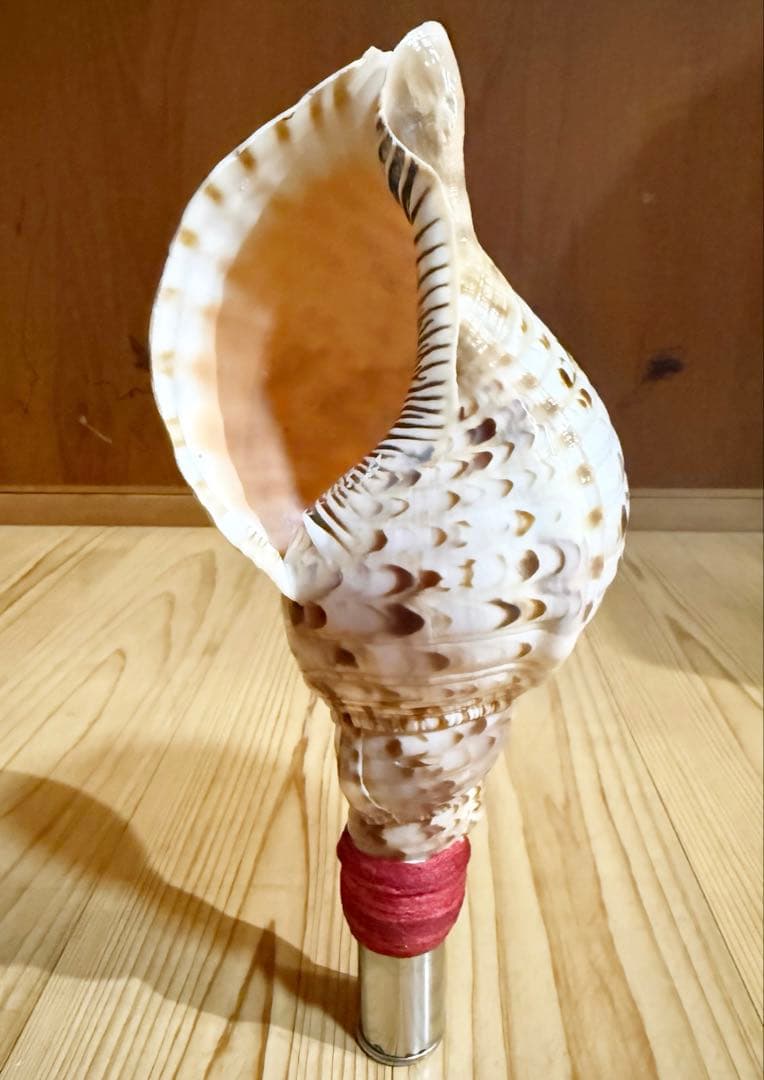 ミニ法螺貝　ホラガイ　ほら貝❣️ ミニ法螺貝 ほら貝 ホラガイ❣️ - メルカリ