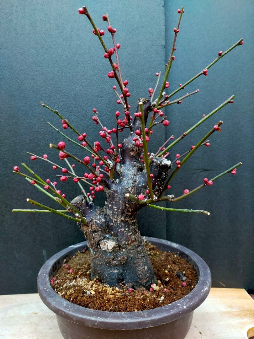 梅盆栽　日光　太幹