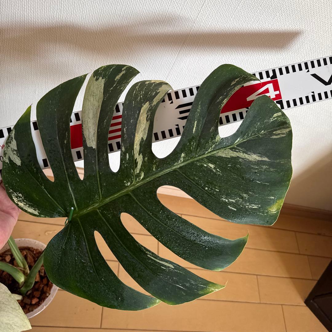 モンステラ＊ミント＊特大株＊Monstera＊Mint＊ モンステラ＊ミント＊特大