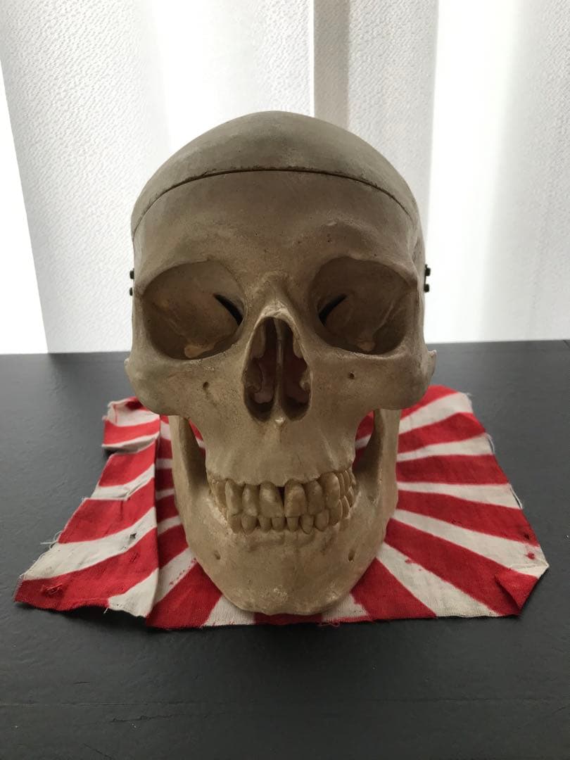 頭骨 人体模型 ドイツ 髑髏 ドクロ 置物 オブジェ アートvintage 骸骨 ガイコツ スカル ドクロ 40cm ハロウィン 飾り 髑髏 置物 模型