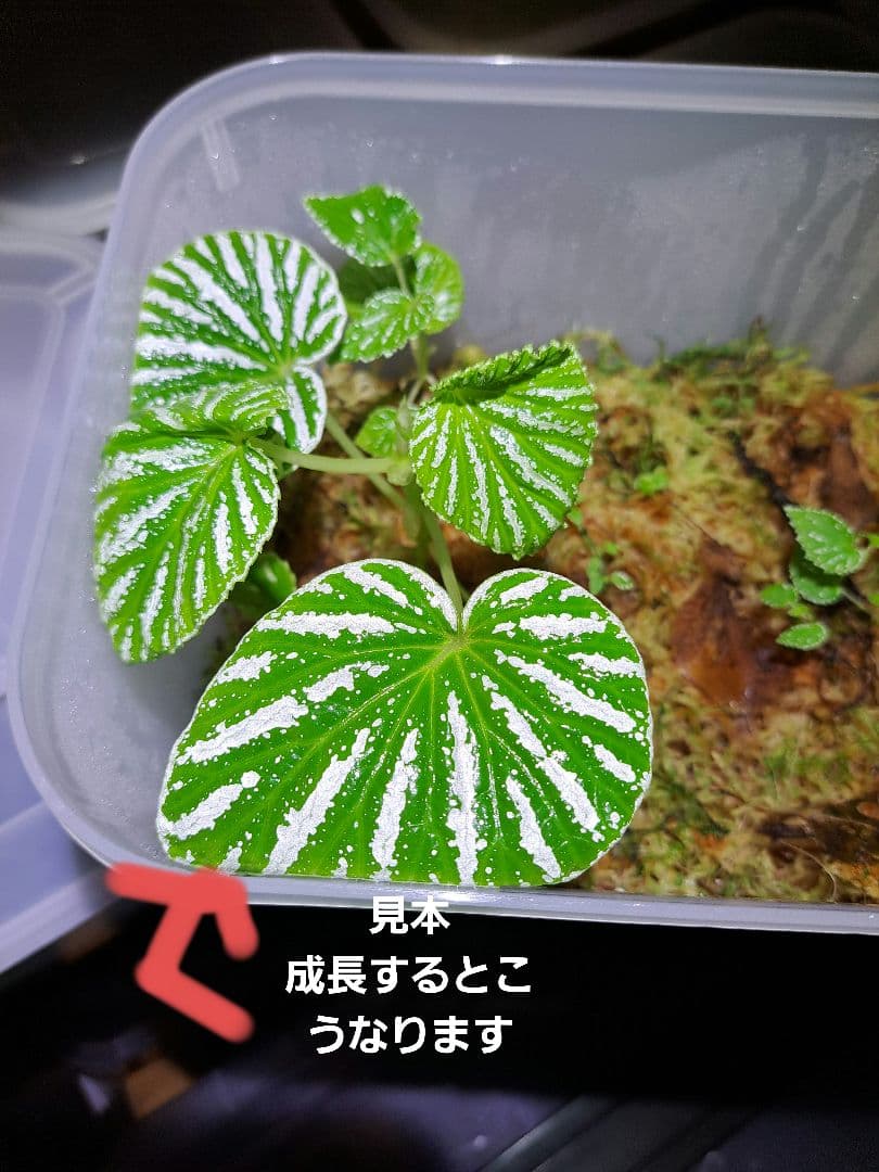 や*ま様 *熱帯植物 Begonia sp TK1125 Pulau Yapen - メルカリ