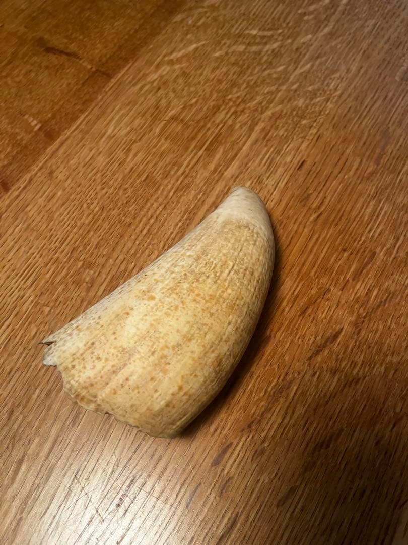 マッコウクジラ　歯