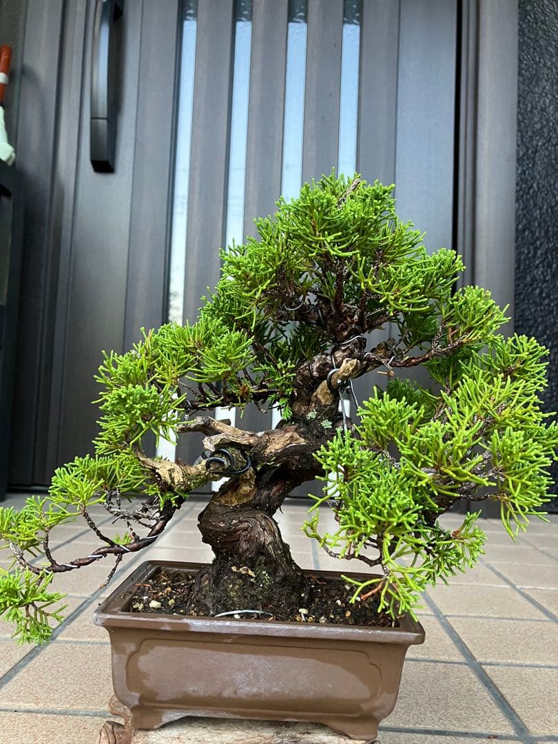 ◉超大特価！ 真柏糸魚川 超極太　極上品　究極の逸品！超お勧め品　早いもの勝ち 真柏糸魚川盆栽 極上素材 超大特価 早いもの勝ち｜Yahoo!フリマ（旧