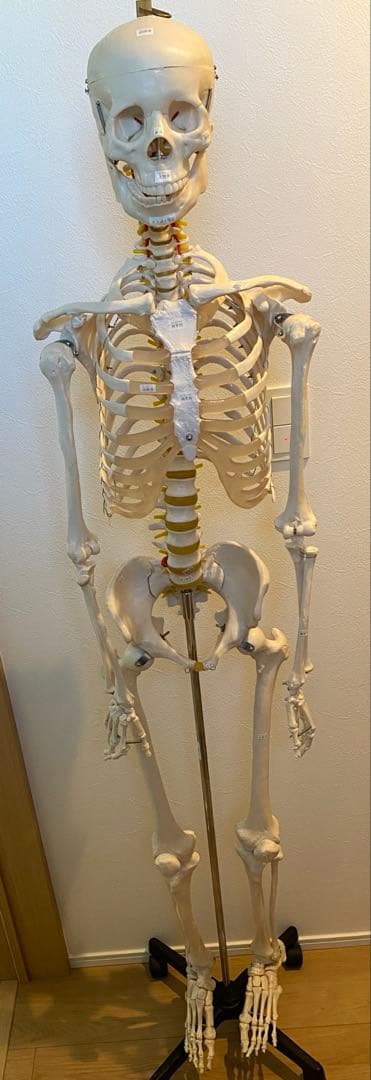 骨格模型　等身大サイズ 楽天市場】【国際規格認証品】等身大 人体模型 170cm 神経根有り 全身