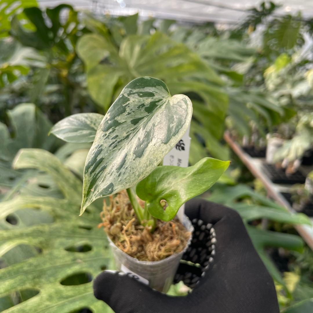 10モンステラ デリシオーサ ベトシオーサ 2寸ポリポット ネコポス発送