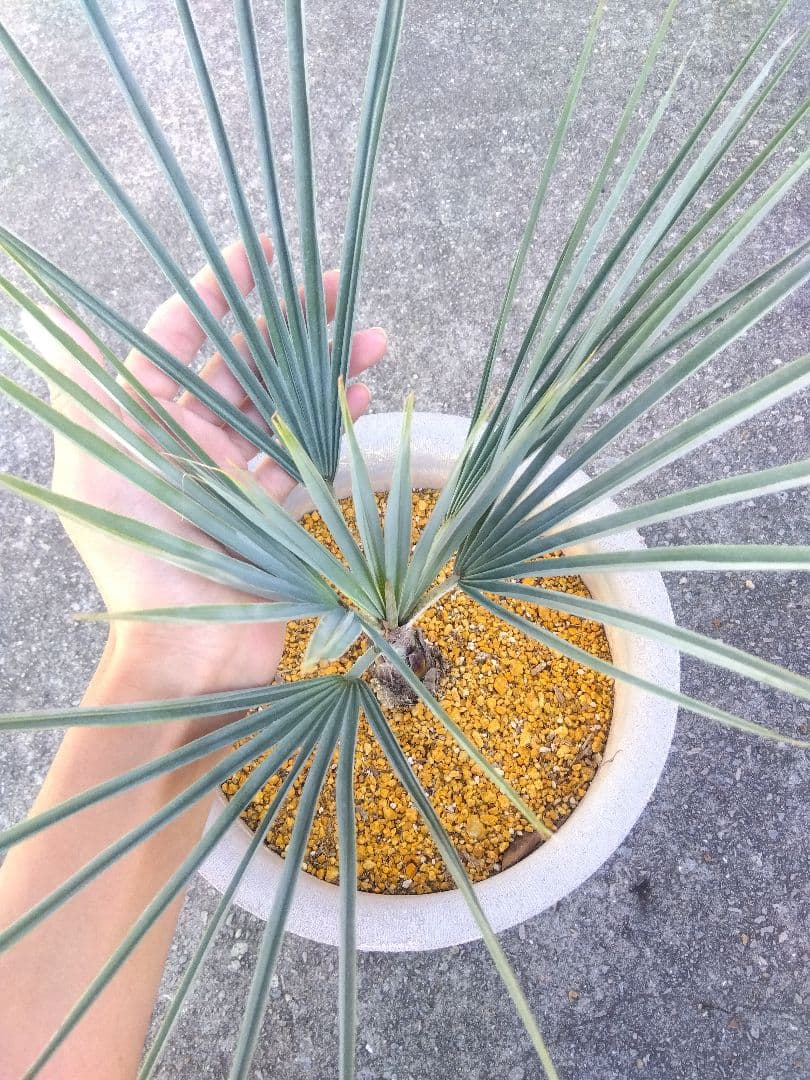 ブラヘアアルマータ　9号鉢つき　幹太❗細葉❗　③