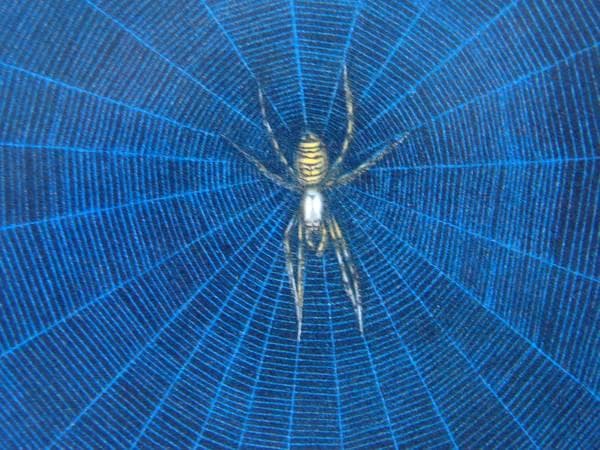 加山 又造、蜘蛛と蝶、希少画集画、新品額装、状態良好 - メルカリ