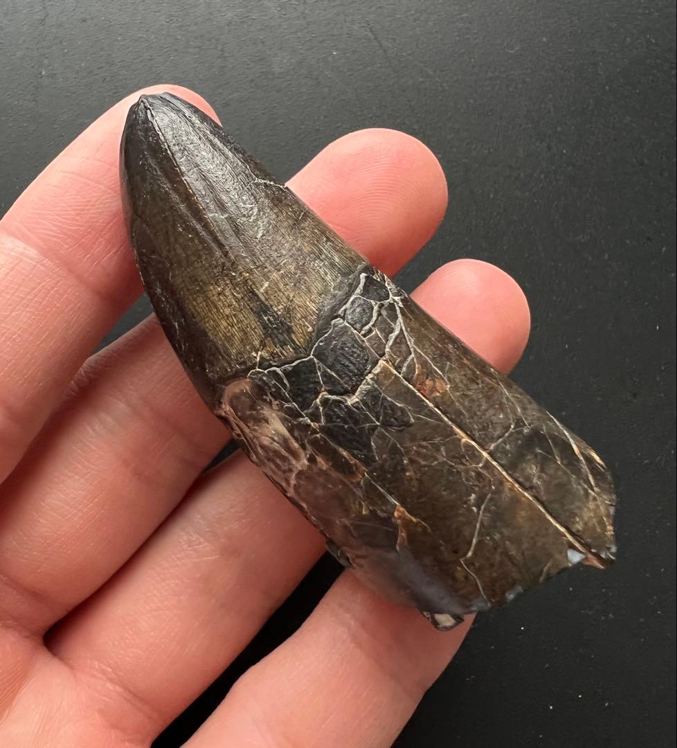 サルコスクスの歯　ワニ　恐竜　化石　白亜紀　ニジェール