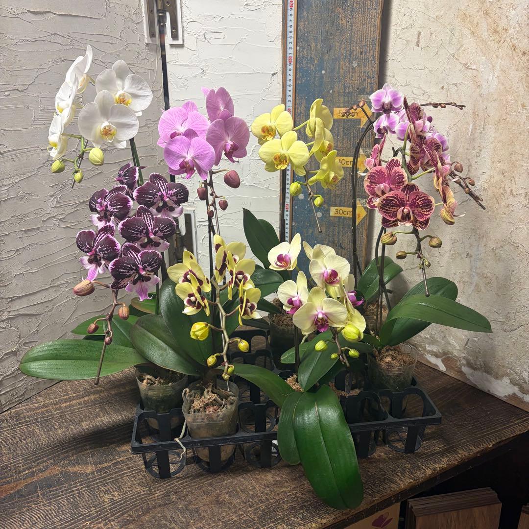 あ*み様 胡蝶蘭　8種8ポット ファレノプシス