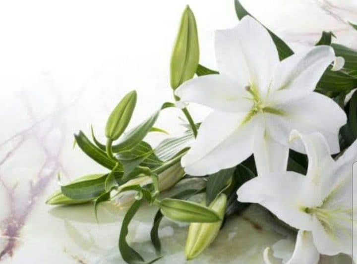 なつ　TAローションラージボトル　ガウディスキン