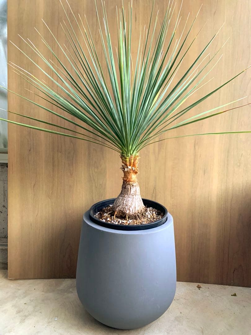 ボーカルネア・ストリクタ コルジリネ ストリクタ｜buzz