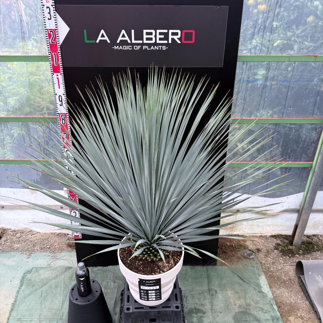 AL1049】ユッカ ロストラータ ランチョブルー 数量限定販売 - メルカリ