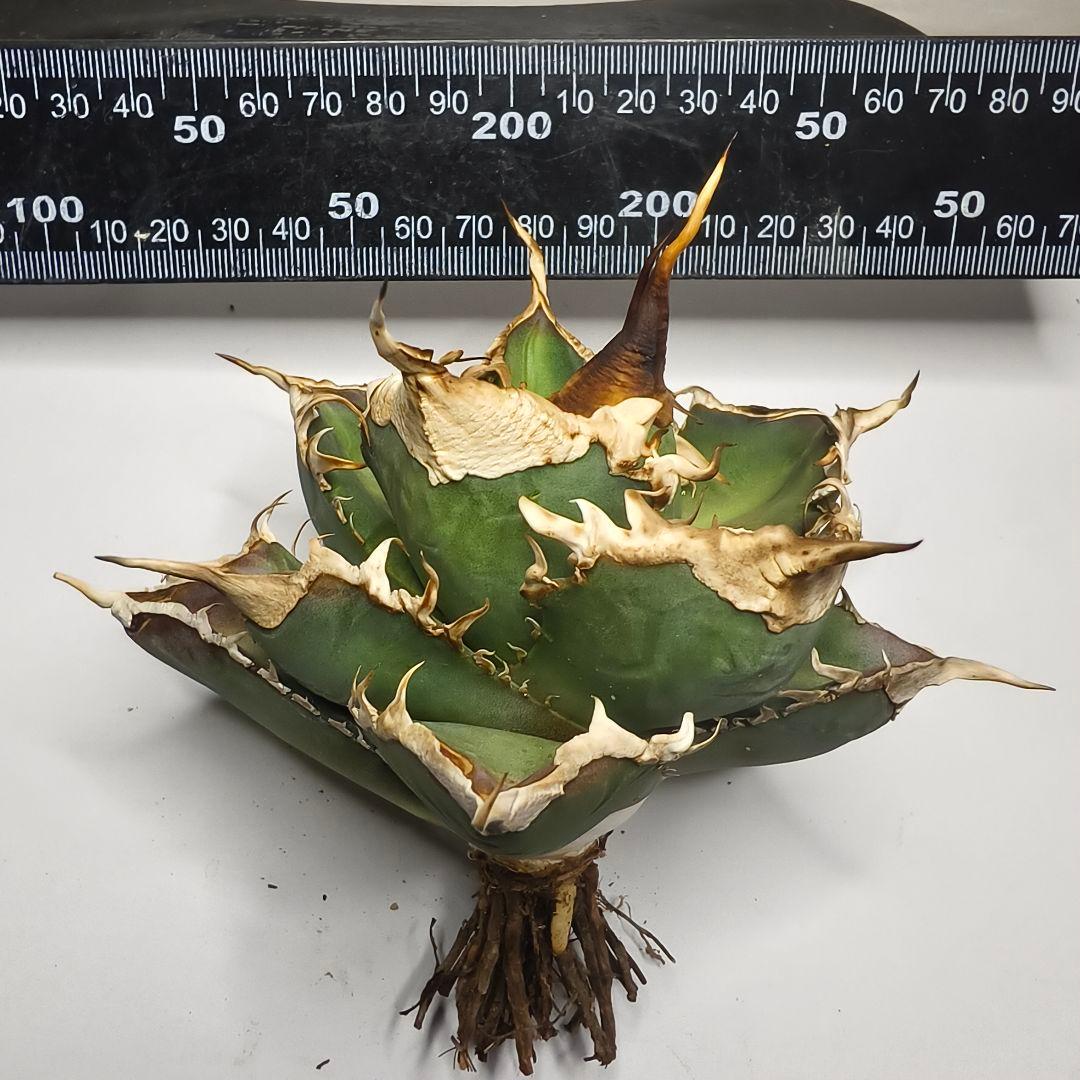 943【上澳園芸】 アガベ チタノタshangao-005 車手（レーサー）