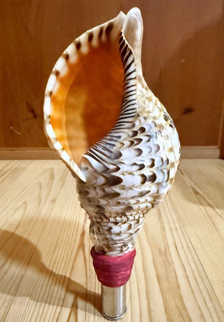 ミニ法螺貝　ほら貝　ホラガイ❣️