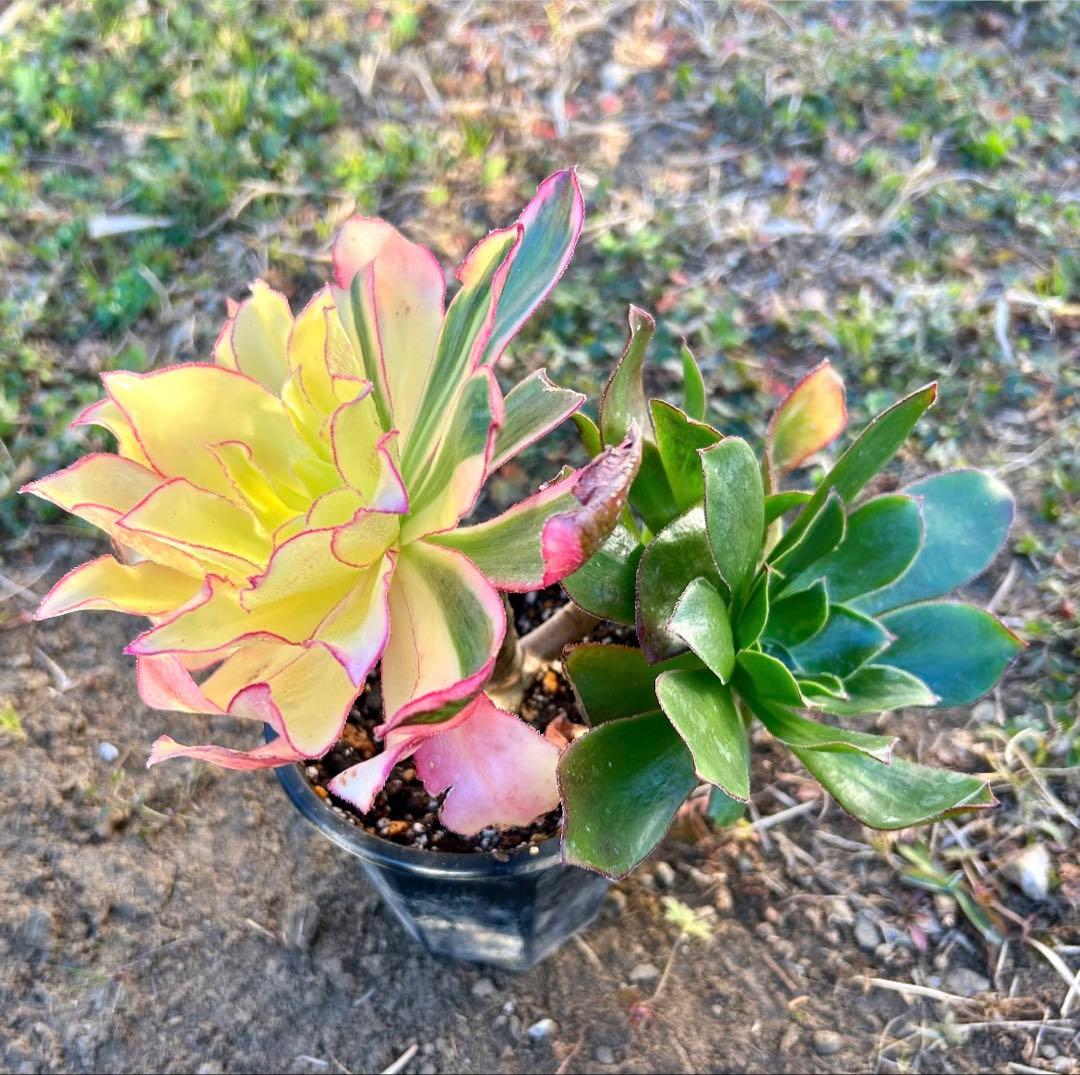 専用出品‼️アエオニウム　ゴースト　魅影変異七彩‼️ 法師錦　美斑　抜き苗