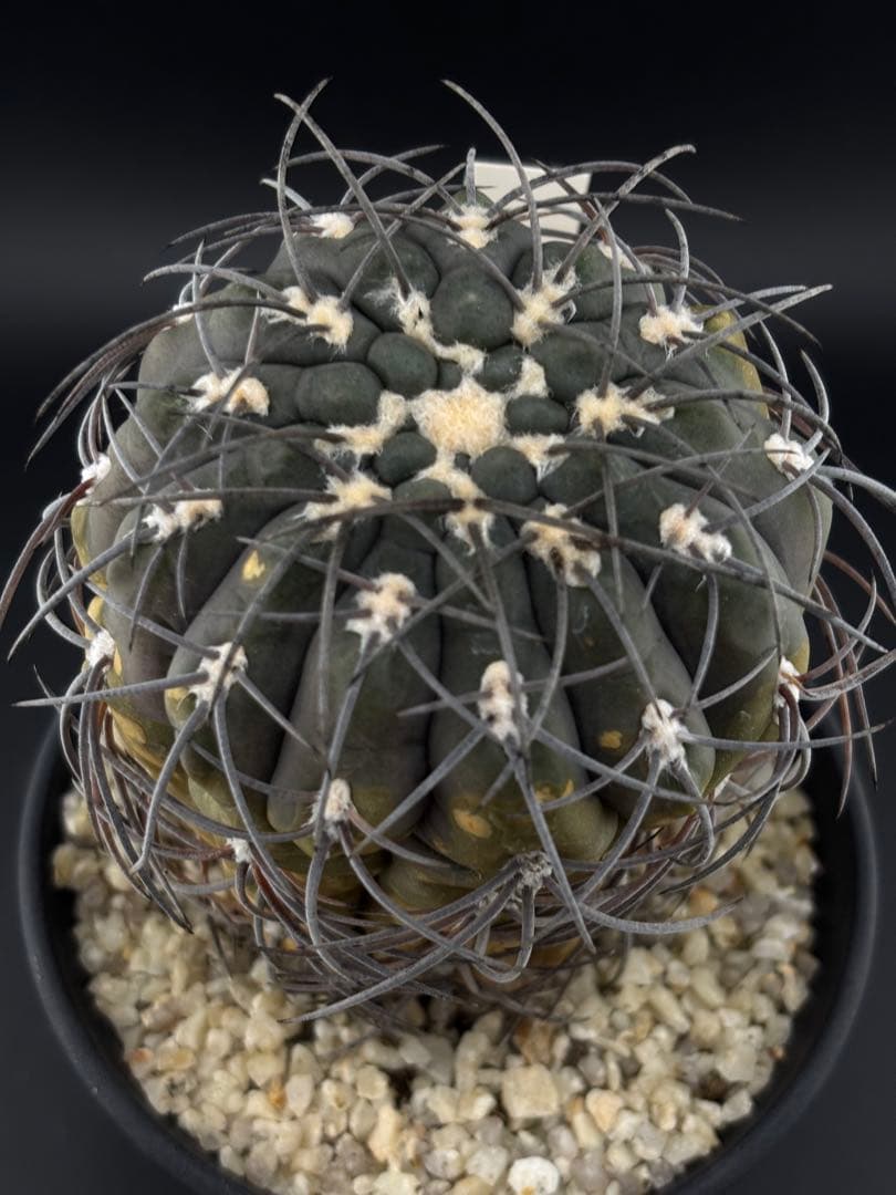黒刺天平丸 ギムノカリキウム サボテン 魔天竜 - メルカリ