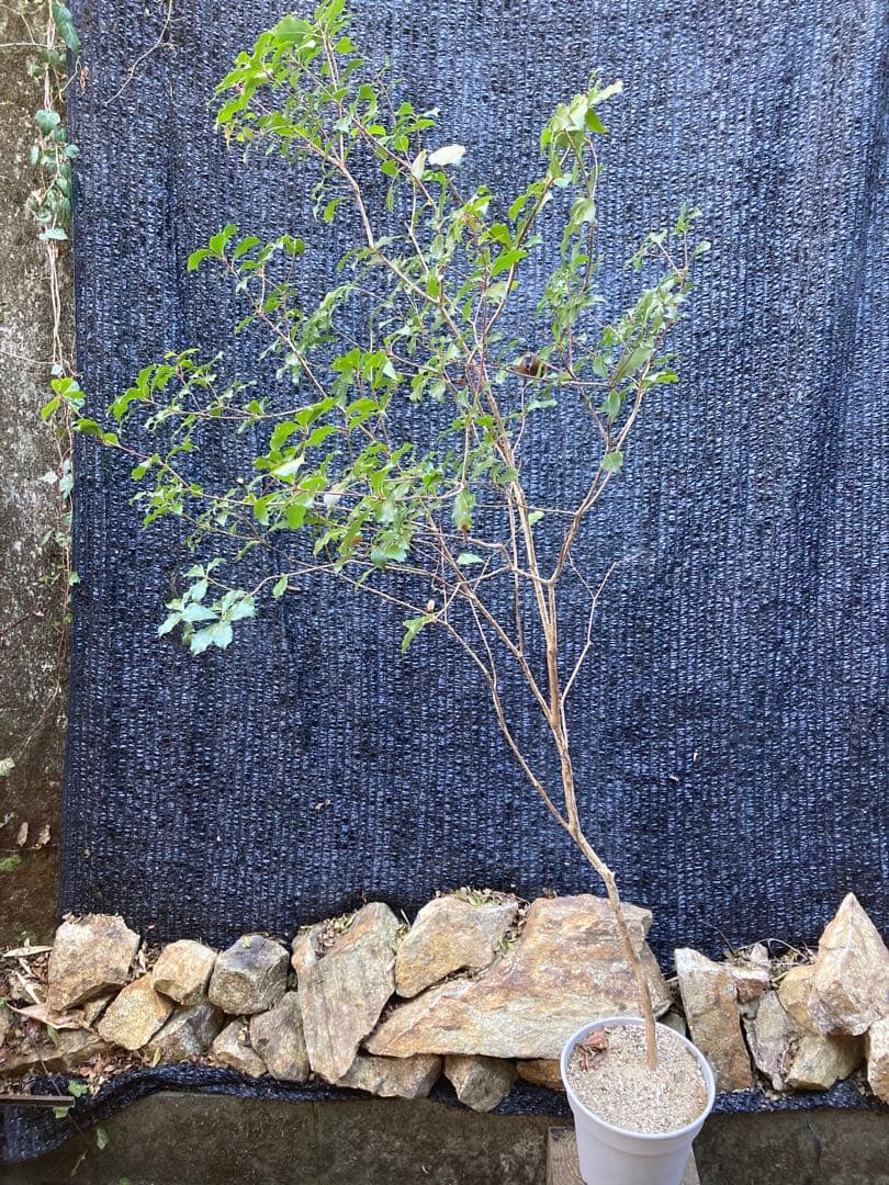 山採り　アセビ　馬酔木　約　170センチ