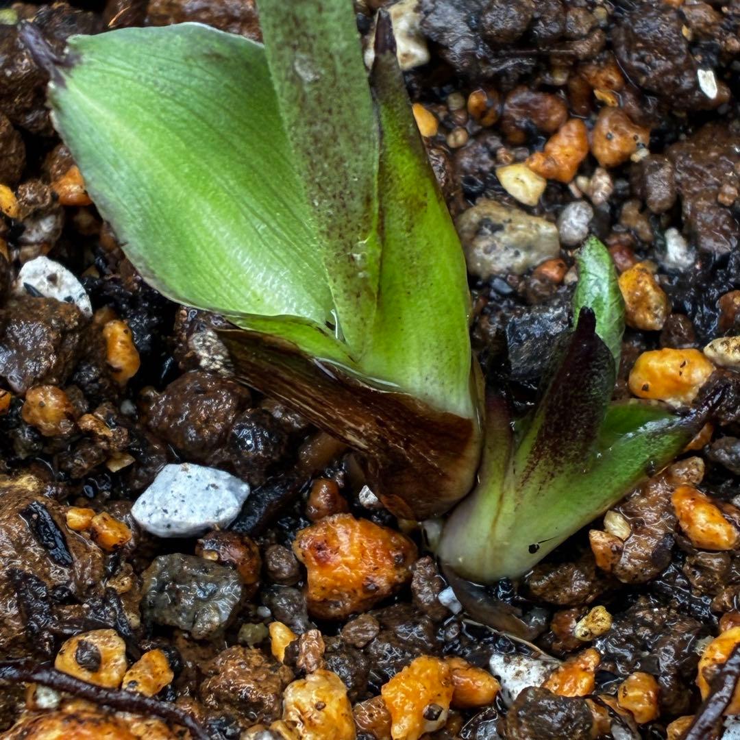 t*k様 3473☘️花付き☘️希少☘️極上☘️親株☘️⭐️黒⭐️多弁⭐️整形花