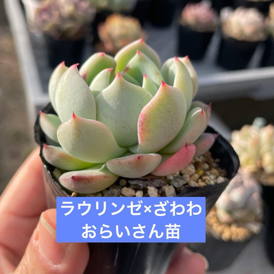 エケベリア 10苗セット ポットごと発送 - メルカリ