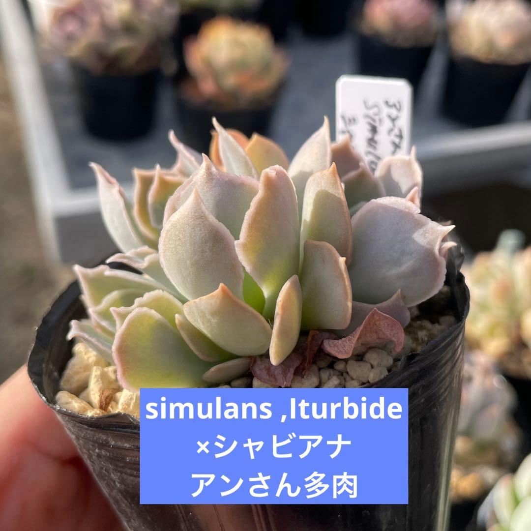 エケベリア 10苗セット ポットごと発送 - メルカリ