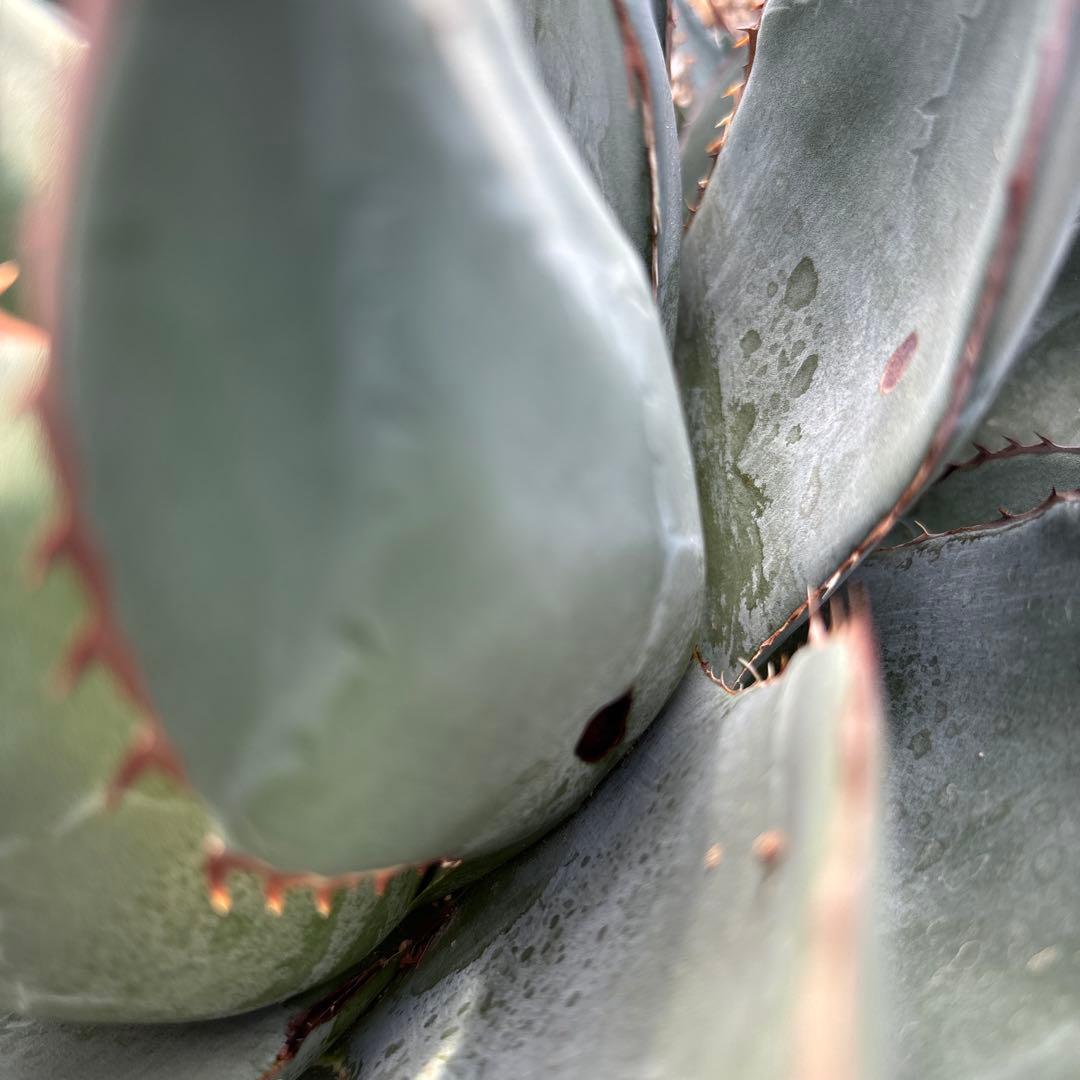 AGB33様専用 アガベ アリゾニカ 丸葉