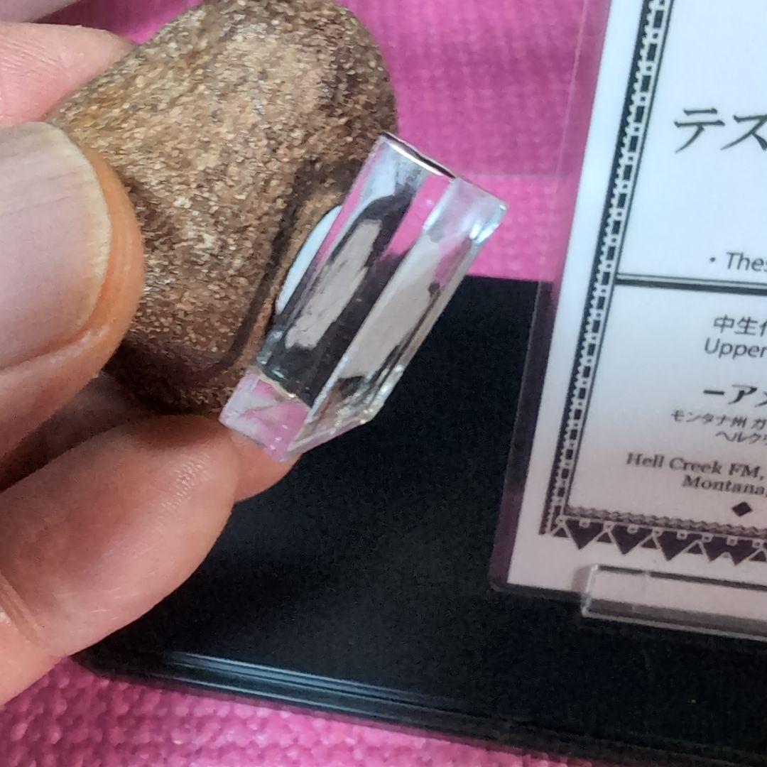 恐竜 テスケロサウルスの頚椎骨化 モンタナ ラベル台座付き - メルカリ