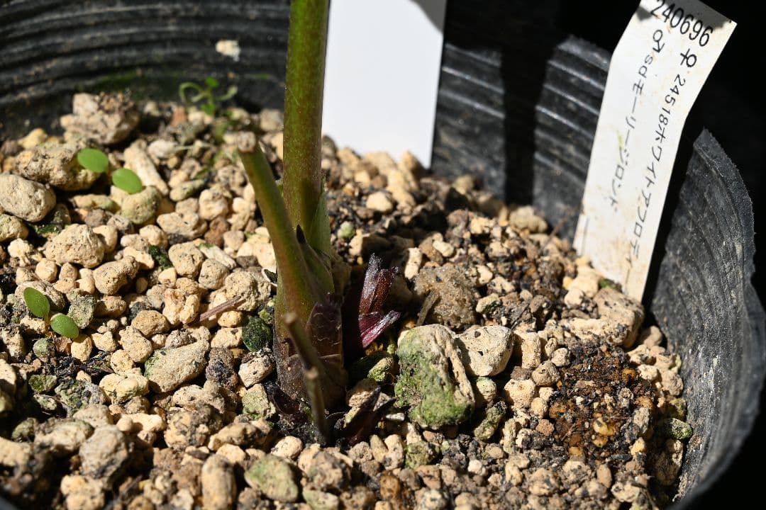 クリスマスローズ 認定モーリーバイカラー 加藤農園