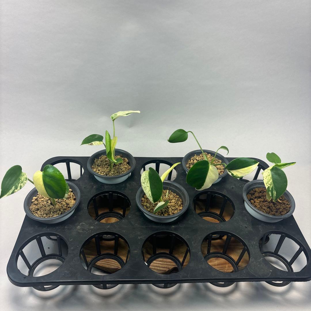 ア*)様 5株セットL036 【特別選抜】ホワイトモンスター／天津蘭 モンステラ