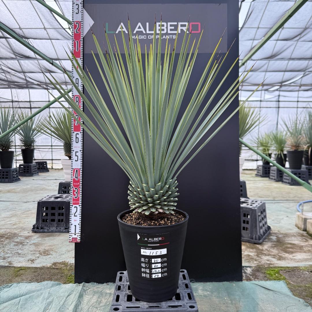 【AL1153】ユッカ　リギダ　24cm鉢