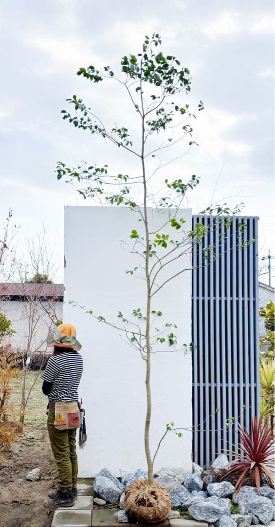 希少。山採りソヨゴ雌株4.0M(鉢底から) - メルカリ