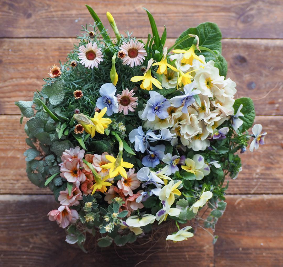 キュートなブリキポットの春色寄せ植え - メルカリ