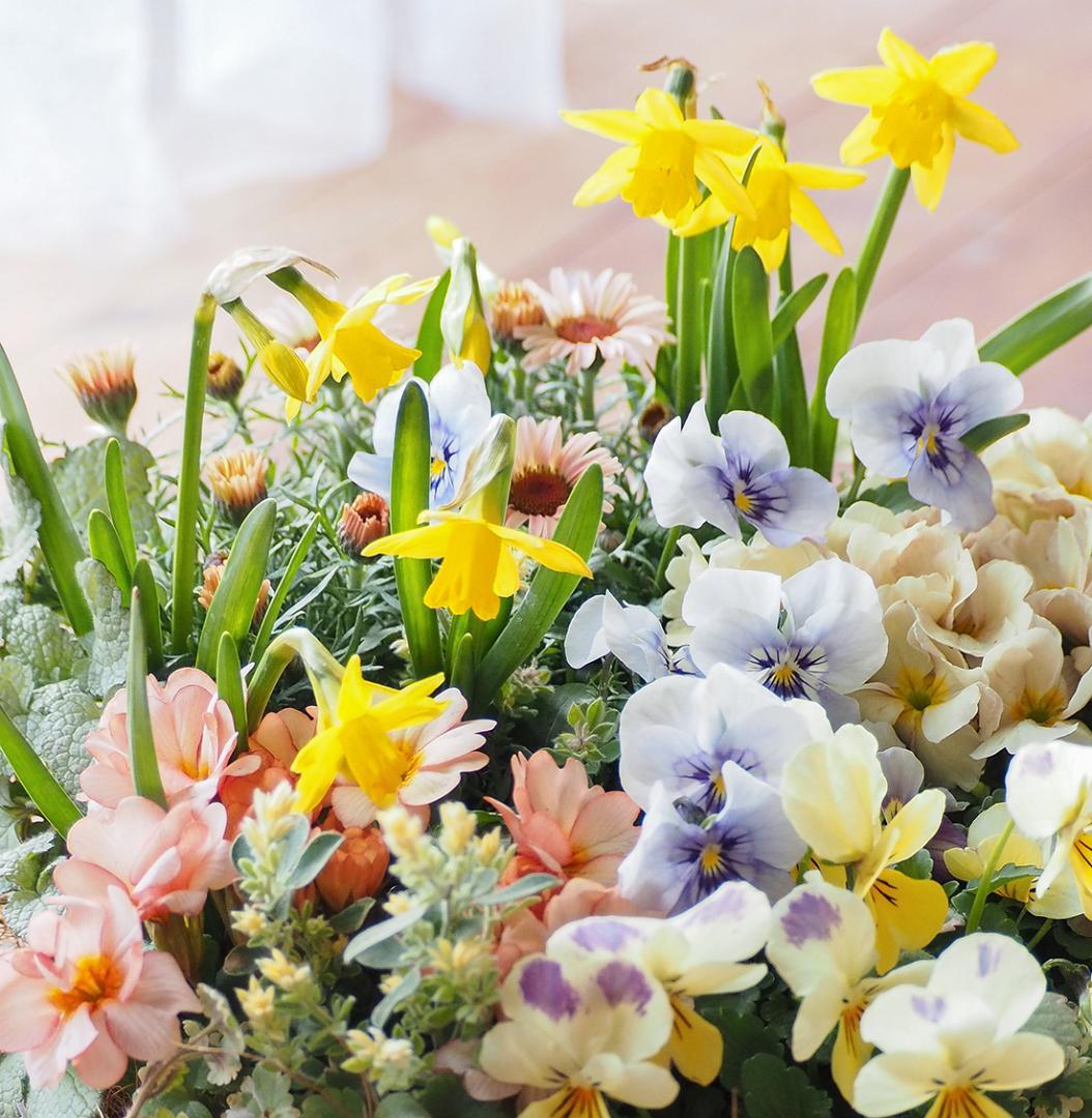 キュートなブリキポットの春色寄せ植え - メルカリ